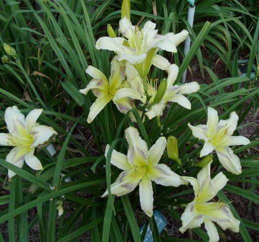 stars singrs